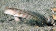 Pink-Spotted Watchman Goby 